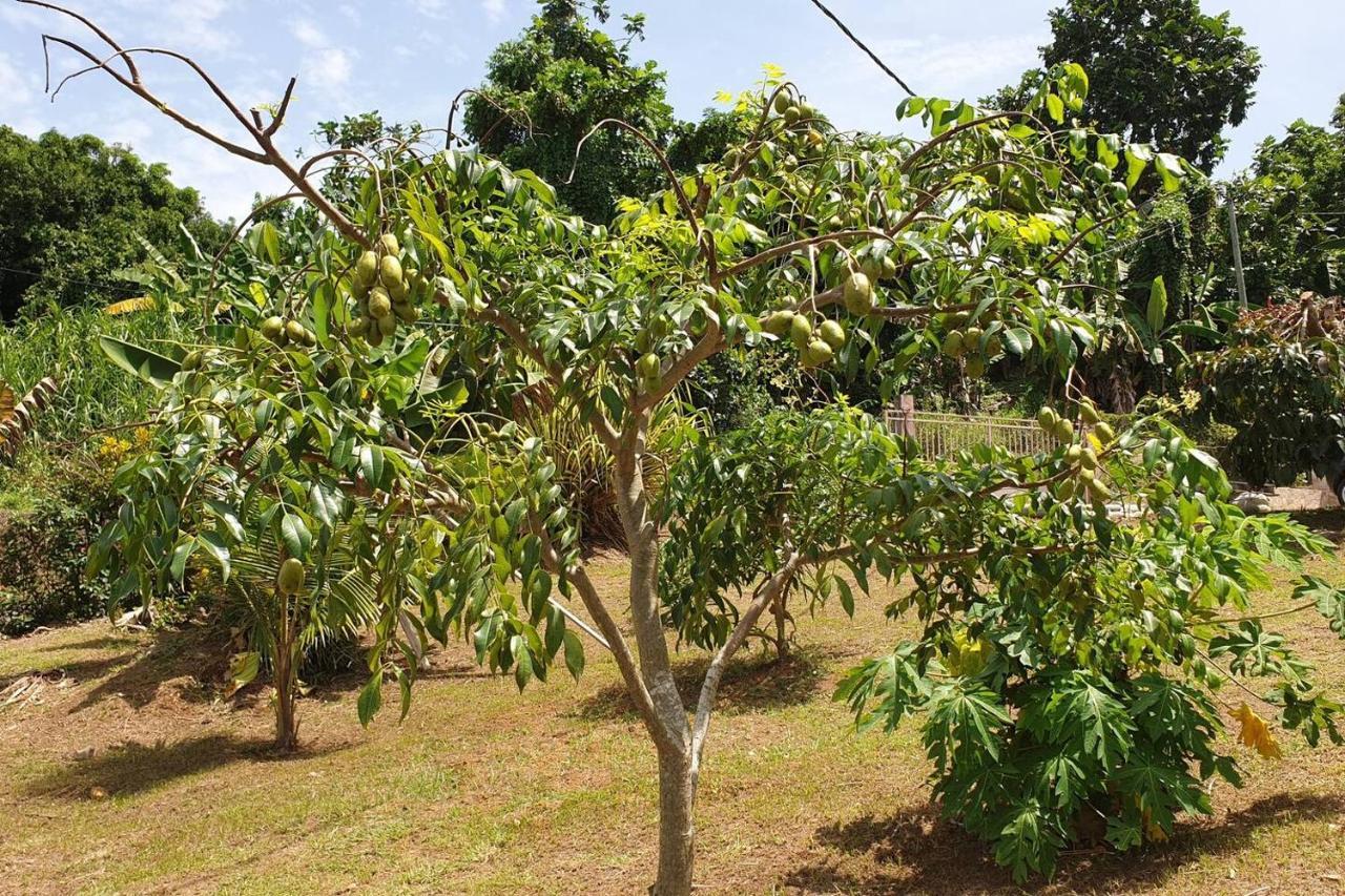 Le Petit Robert Maison F3 Plein Pied Le Robert Ngoại thất bức ảnh